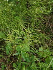 Equisetum pratense image