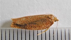 Aphelia alleniana