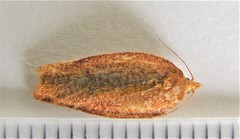 Aphelia alleniana