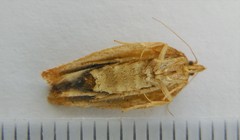 Aphelia alleniana