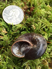Monadenia infumata