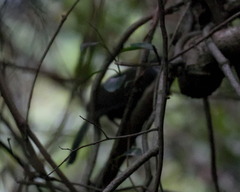 Pterorhinus chinensis