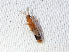 Distremocephalus texanus