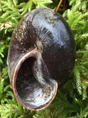 Monadenia infumata