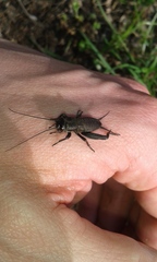 Melanogryllus desertus