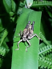 Traulia ornata