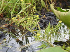 Rorippa palustris palustris