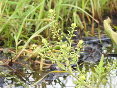 Rorippa palustris palustris