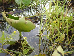 Rorippa palustris palustris