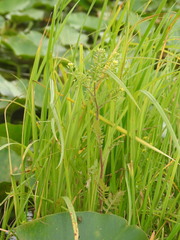 Rorippa palustris palustris