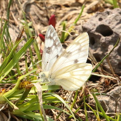 Pontia occidentalis
