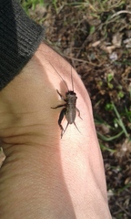 Melanogryllus desertus