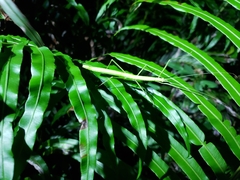 Lopaphus balteatus