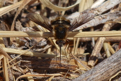 Bombylius lancifer