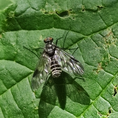 Athericidae