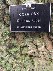 Quercus suber