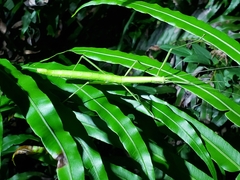 Lopaphus balteatus
