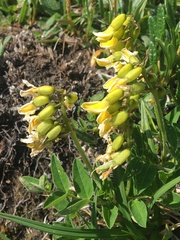 Astragalus umbellatus
