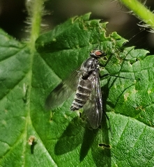 Athericidae