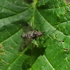 Athericidae