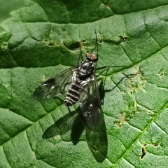 Athericidae