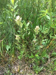 Castilleja septentrionalis