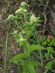 Pluchea foetida foetida