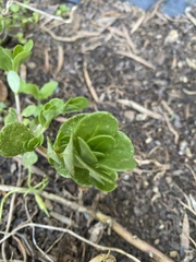 Portulaca umbraticola