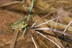 Pelophylax saharicus