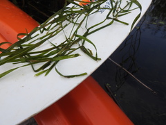 Potamogeton zosteriformis