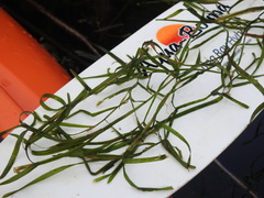 Potamogeton zosteriformis