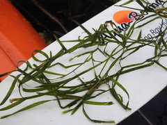 Potamogeton zosteriformis