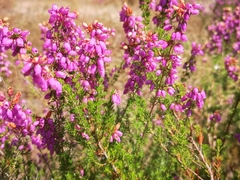 Erica cinerea