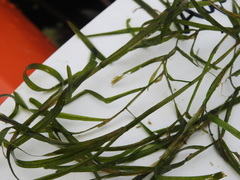 Potamogeton zosteriformis