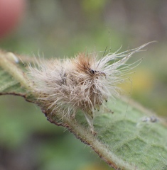Halysidota cinctipes