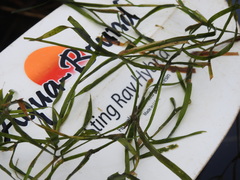 Potamogeton zosteriformis