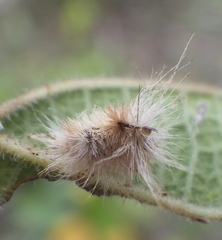 Halysidota cinctipes
