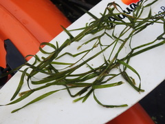 Potamogeton zosteriformis