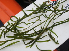 Potamogeton zosteriformis
