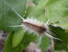 Halysidota cinctipes