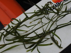 Potamogeton zosteriformis