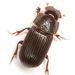 Small Dung Beetles - Photo (c) Mike Quinn, Austin, TX, some rights reserved (CC BY-NC), uploaded by Mike Quinn, Austin, TX