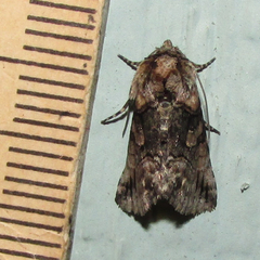 Abrostola microvalis