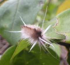 Halysidota cinctipes