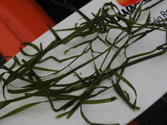 Potamogeton zosteriformis