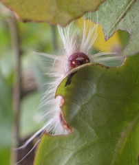 Halysidota cinctipes