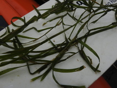 Potamogeton zosteriformis