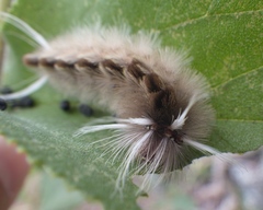 Halysidota cinctipes