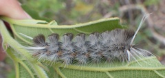Halysidota cinctipes