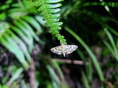 Lygropia distorta